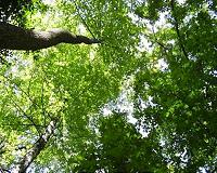 Treetop species threatened by rising temperatures among forest canopies