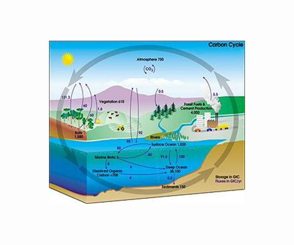 Climate and carbon cycle trends of the past 50 million years reconciled