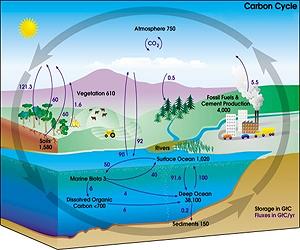 Workshop Preps Educators to Train Next-Gen Carbon Researchers
