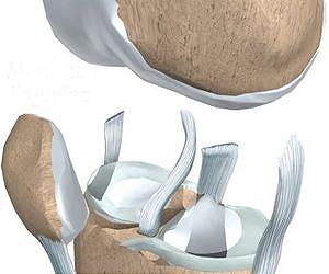 3-D biomimetic scaffolds support tissue regeneration from stem cells