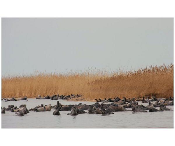 Thousands of seals found dead in Namibia
