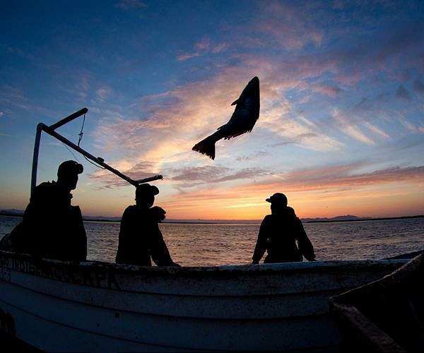 Guinea launches probe after 50 fishermen suffer skin problems
