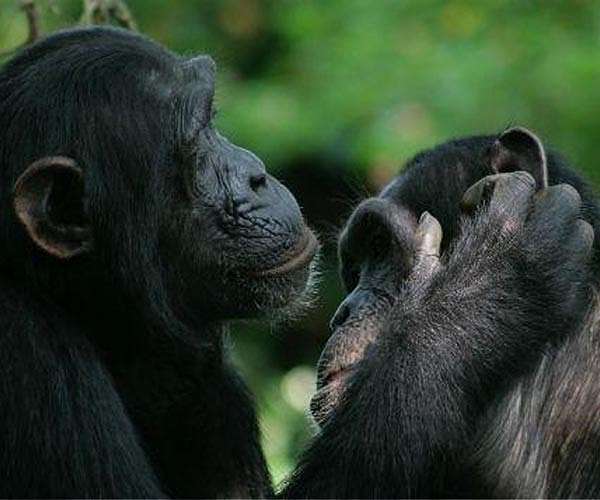 How'd we get so picky about friendship late in life? Ask the chimps
