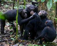 The growing pains of orphan chimpanzees