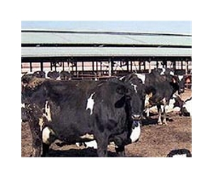 Important mutation discovered in dairy cattle
