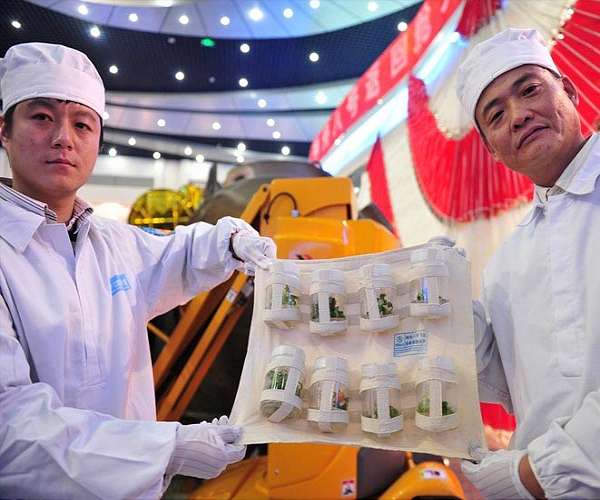 Crop seeds, microbial strains tested in China's two space missions unveiled