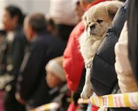 China drafts law to protect animals: state media