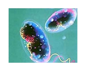 Scientists pinpoint river flow associated with cholera outbreaks, not just global warming