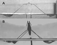 Water striders' jumping on water - understood and imitated after careful observations