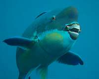 Parrotfish thrive in the wake of coral bleaching