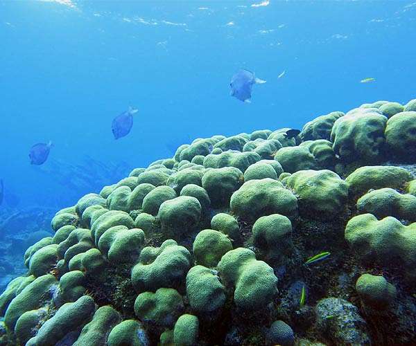Corals doomed even if global climate goals met: study