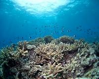 Reefs cheaper than concrete to protect coast cities