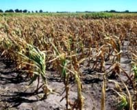 Synthetic Chemical Offers Solution For Crops Facing Drought