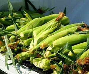 EU releases all data on GM corn linked to cancer