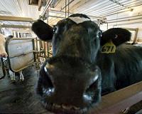 Researchers say may have found cause of mad cow disease