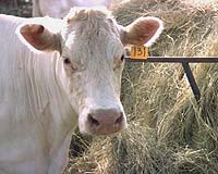 Clear Skies Solar To Power Californian Dairy Farm