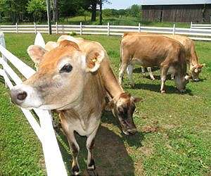 Combat climate change with less gassy diet for cows: study
