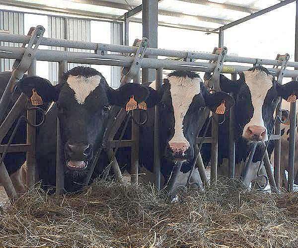 Dairy giant Danone vows to slash planet-warming methane