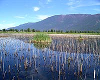 Wetlands Likely Source Of Methane From Ancient Warming Event
