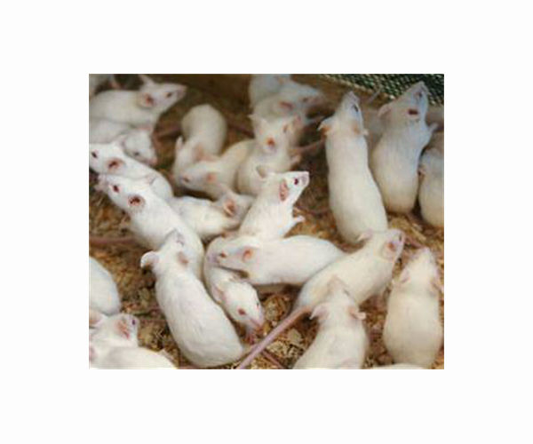 'Revolutionary': Scientists create mice with two fathers