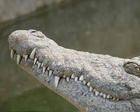Indonesian woman mauled to death by crocodile