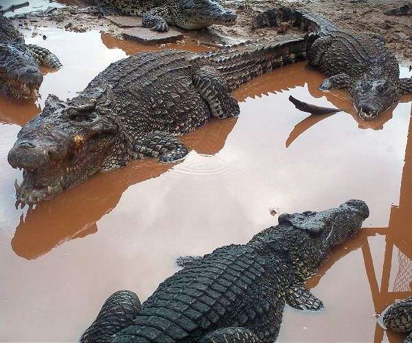 Crocodile skin inspires resilient solar desalination breakthrough