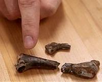 Modern microbes found living inside dinosaur bones