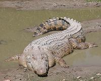 Crocodiles are sophisticated hunters