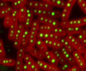 Scientists Discover How Ocean Bacterium Turns Carbon Into Fuel