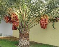 Conflict and drought ravage Iraq's prized date palms