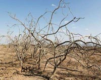 Three more Iranian environmentalists arrested