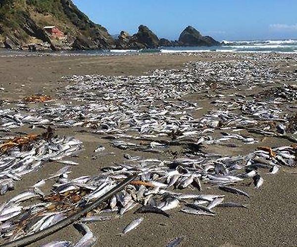 Missing merluza: Chile's battle to save its favorite catch