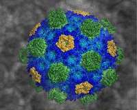Bacteria extinctions are quite common, study shows