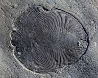 ANU scientists solve mystery shrouding oldest animal fossils
