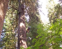 New Study Links Western Tree Mortality To Warming Temperatures, Water Stress