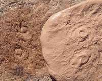 Two new creatures discovered from dawn of animal life