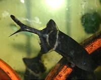 Fish that have their own fish finders