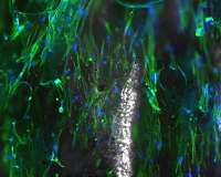 Engineers craft the basic building block for electrospun nanofibers
