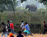 Truncated will: India landowner bequeaths land to elephants