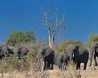 Today's elephants don't interbreed like ancient species
