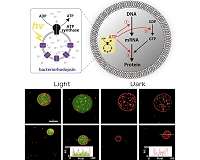 ELSI scientist constructs artificial photosynthetic cells