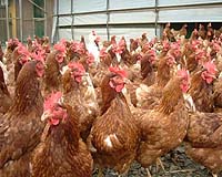 Hong Kong finds H5N1 bird flu virus in chicken farm