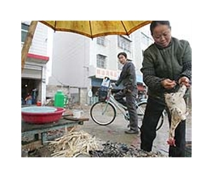 Residents in China ordered to cull birds: media