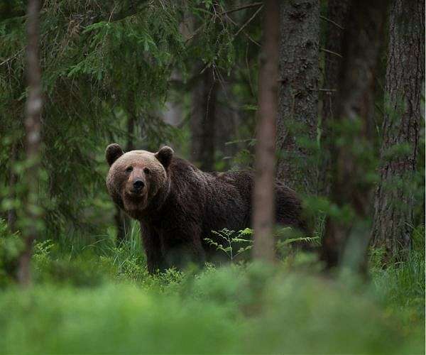 Genetic traits behind hibernation may offer new hope for treating metabolic disease