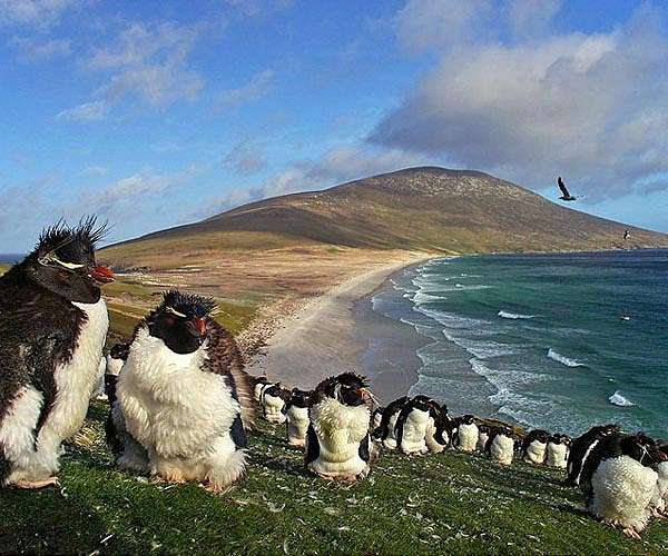 Seabird response to abrupt climate change 5,000 years ago transformed Falklands ecosystems
