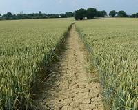 Researchers work to minimize drought impact on food crops