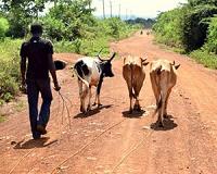 Kenyan cattle herders defend 'necessary' land invasions