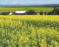 Canada ups loans to farmers after China blocks canola