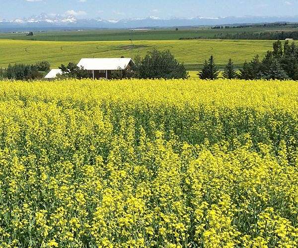 Canada says 'disappointed' at new China canola duties