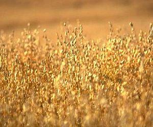 Clemson plant breeders roll out new oat variety